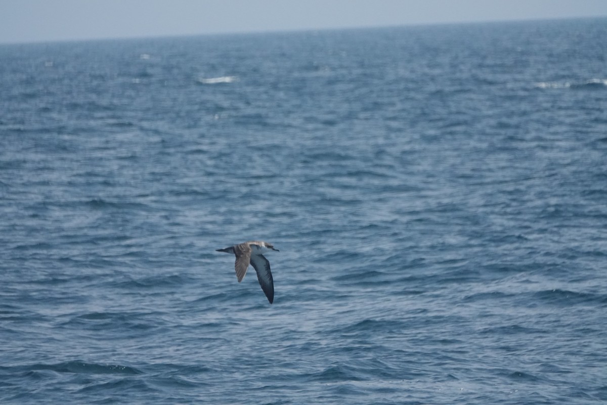 Great Shearwater - ML640540218