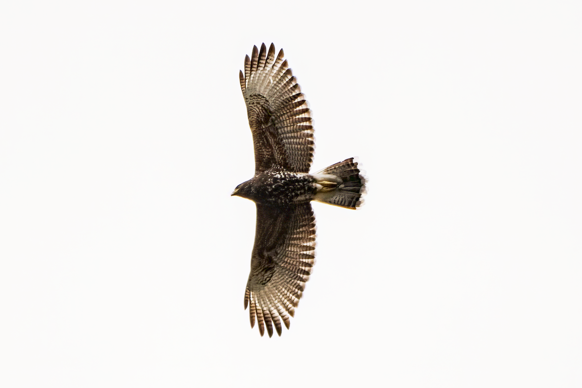 Harris's Hawk - ML640540239