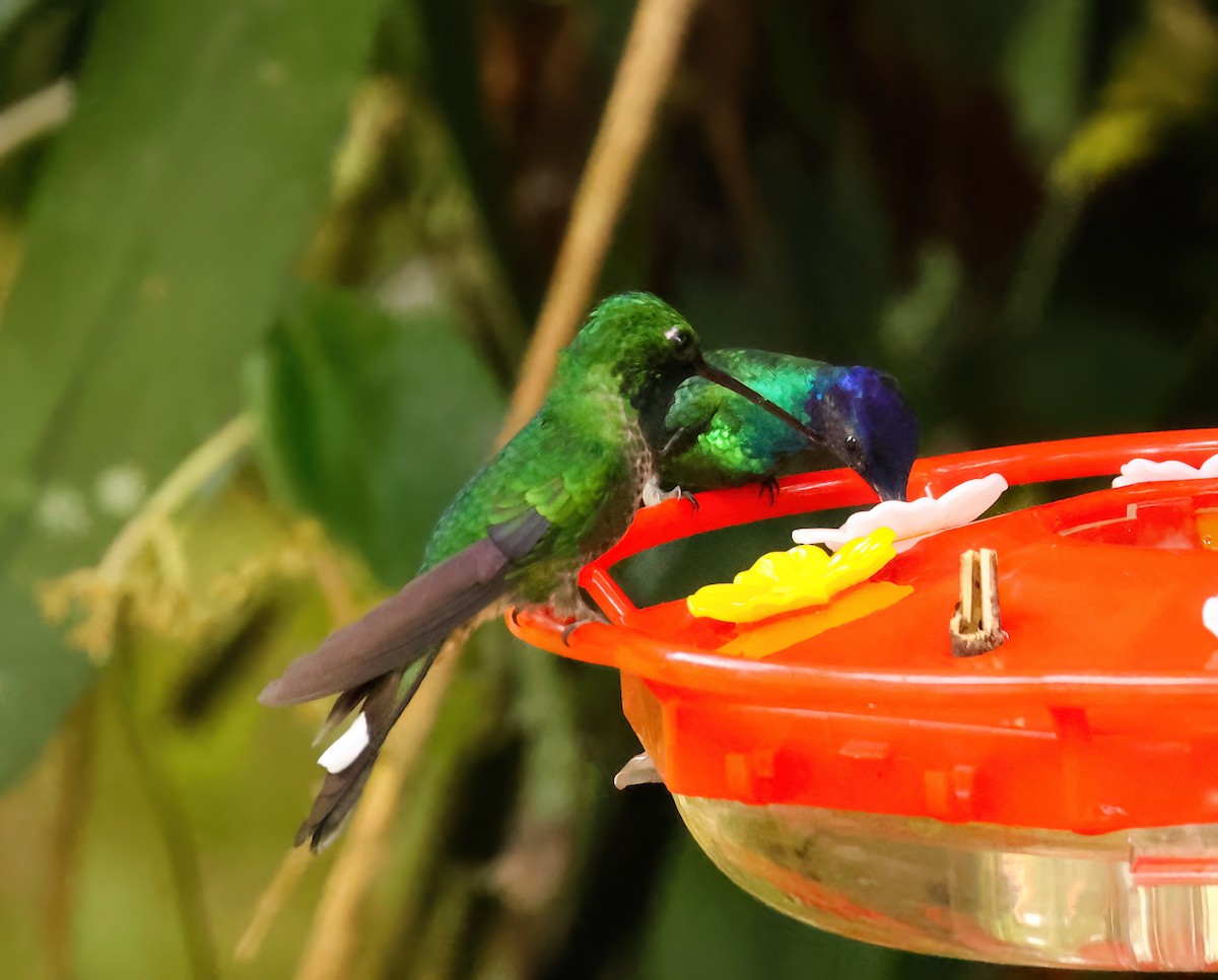 Rufous-vented Whitetip - ML640540336