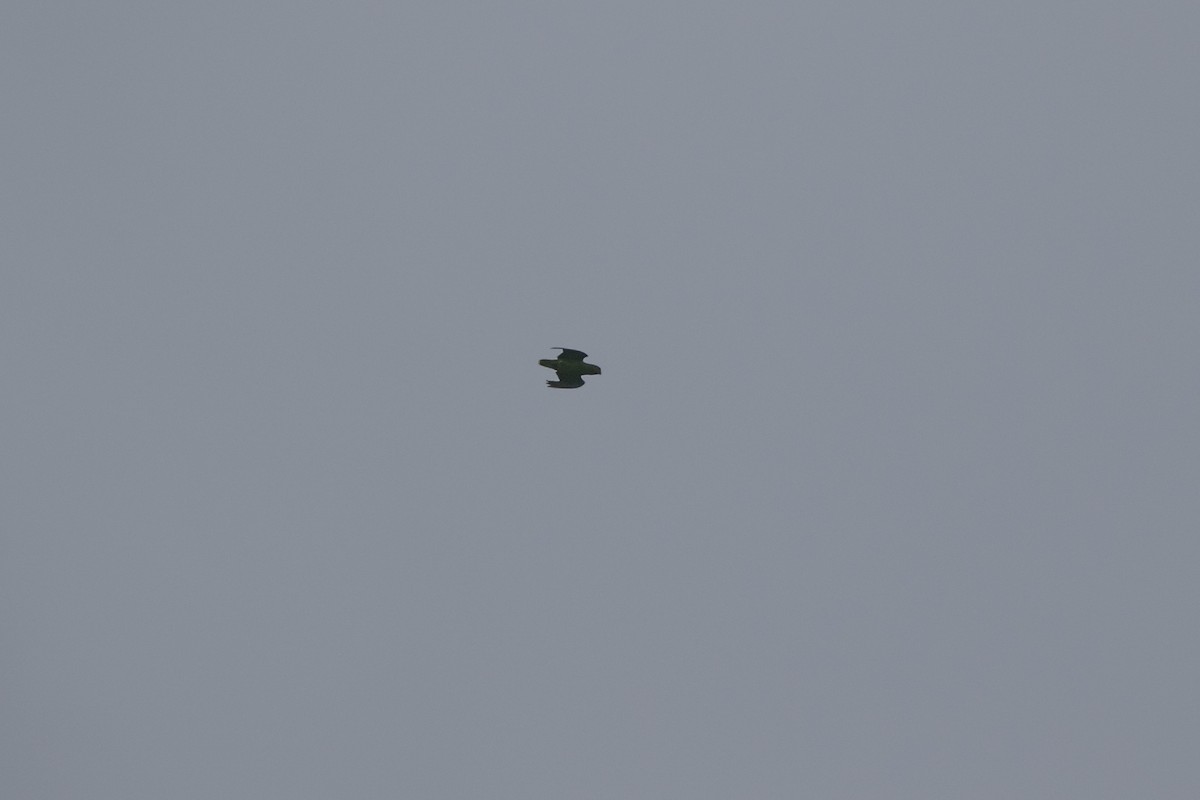 Red-cheeked Parrot - ML640540447