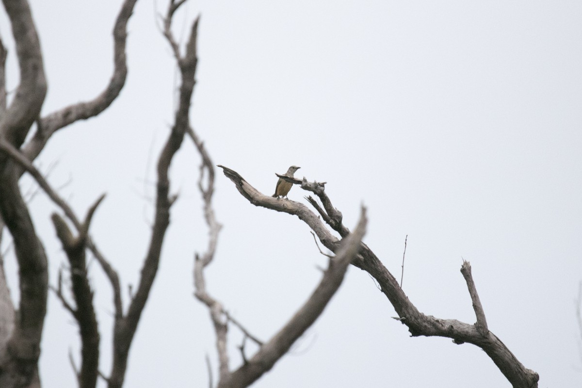Fawn-breasted Bowerbird - ML640540451