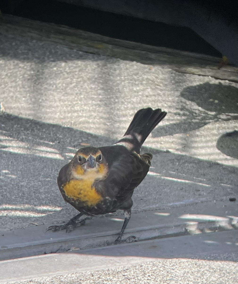 Yellow-headed Blackbird - ML640540549