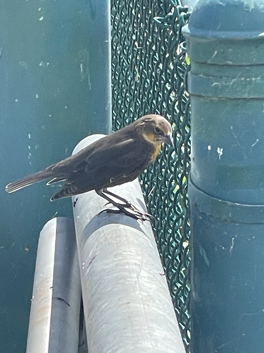 Yellow-headed Blackbird - ML640540550