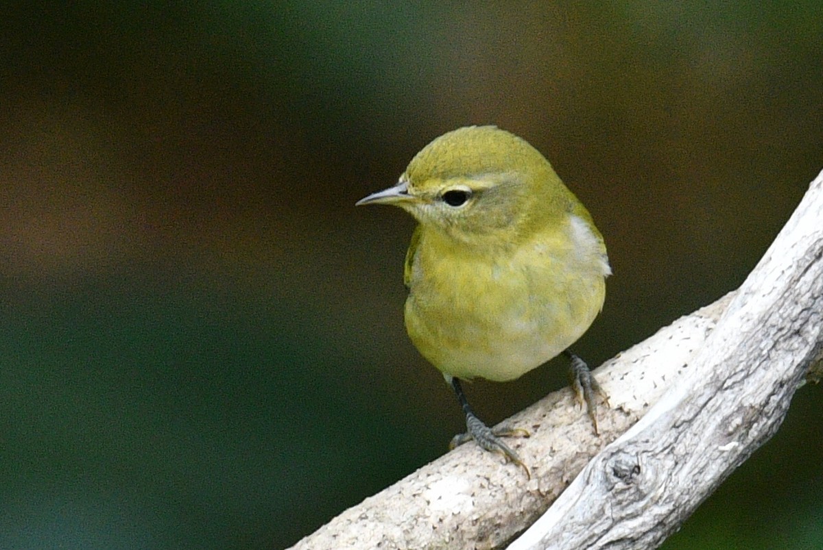 Tennessee Warbler - ML640540609