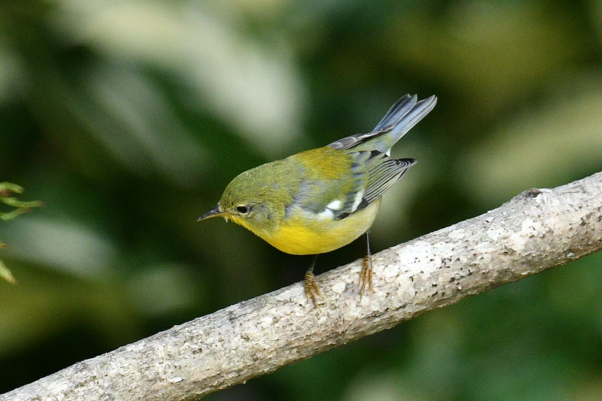 Northern Parula - ML640540621