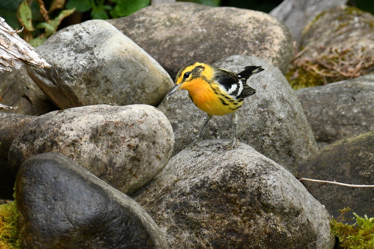 Blackburnian Warbler - ML640540629