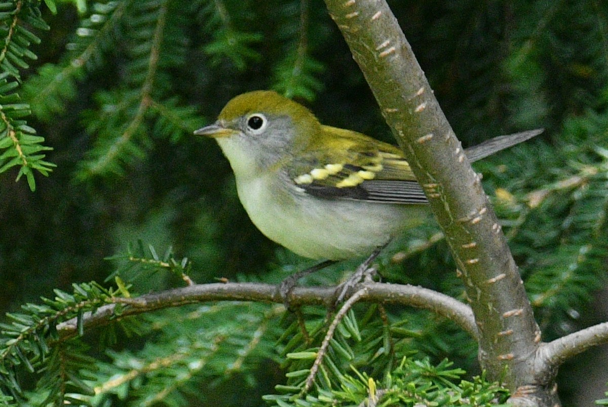 Chestnut-sided Warbler - ML640540633