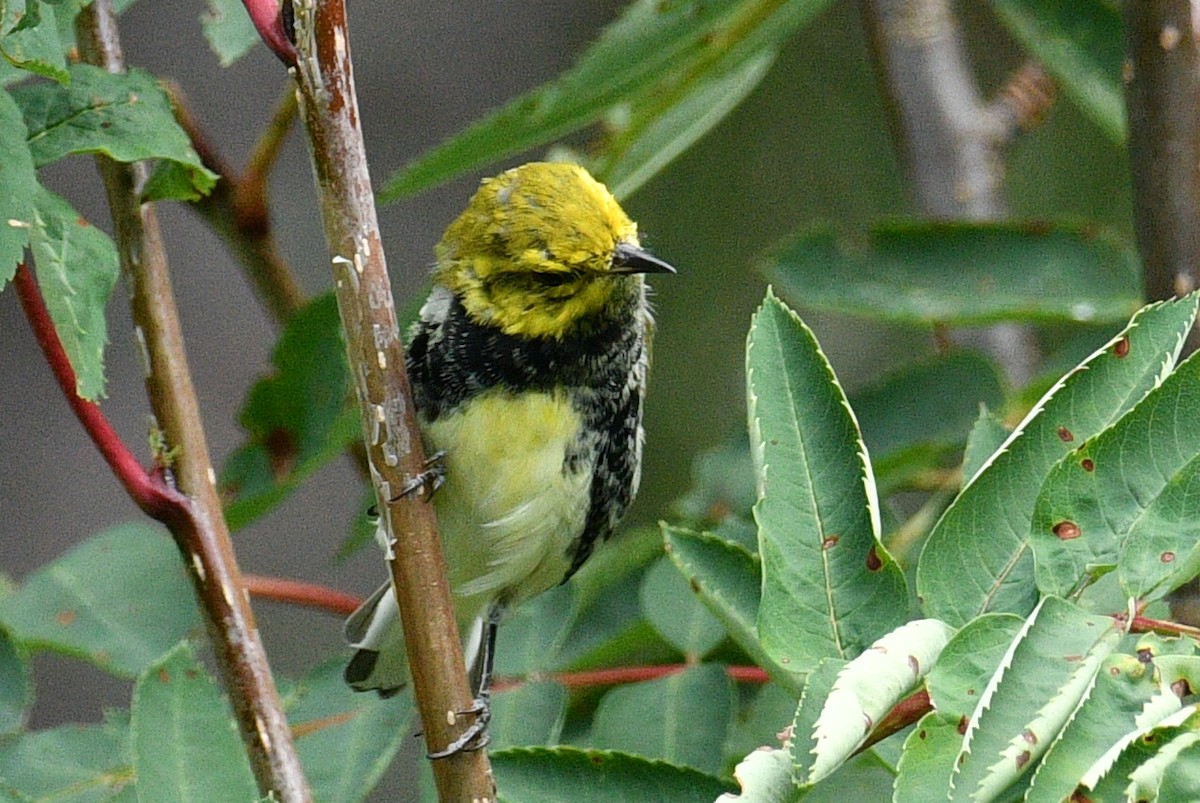 Black-throated Green Warbler - ML640540647