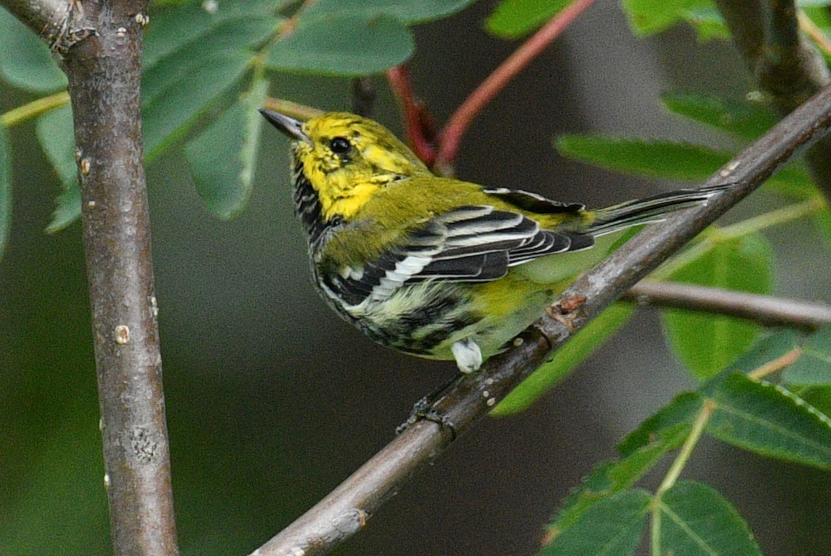 Black-throated Green Warbler - ML640540648