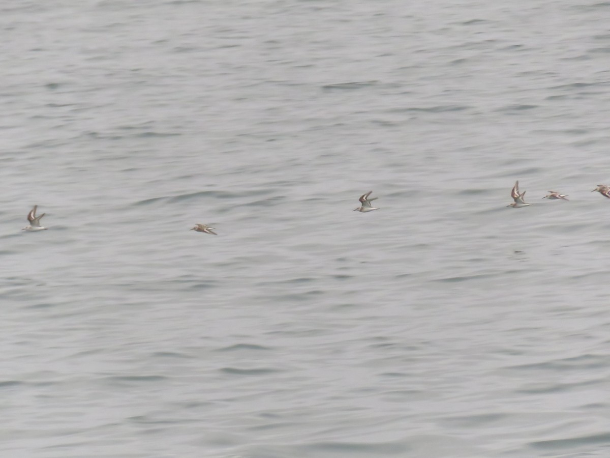 Sanderling - ML640540665