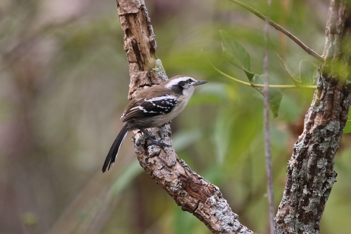 Black-bellied Antwren - ML640540781