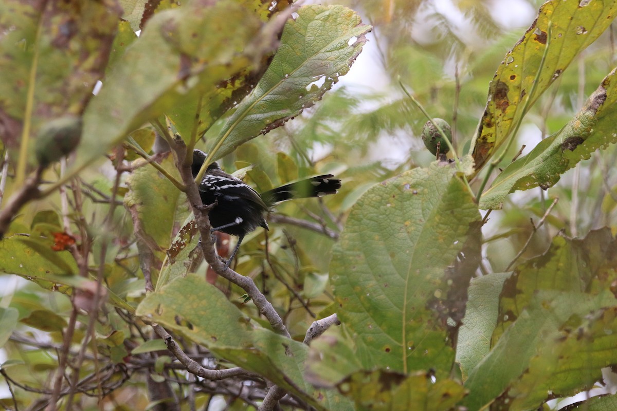 Black-bellied Antwren - ML640540782