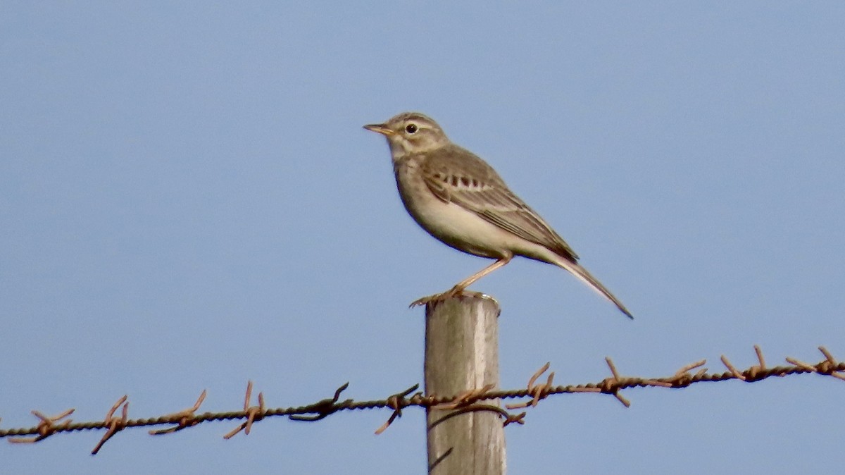 African Pipit - ML640540872