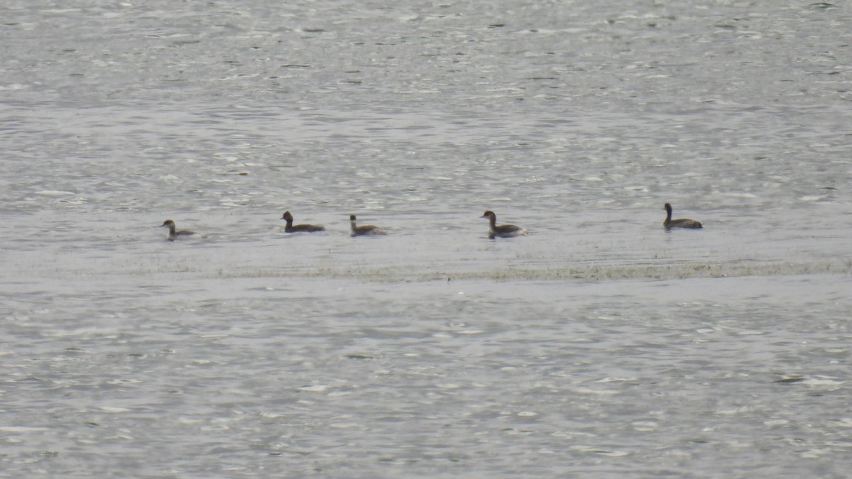 Eared Grebe - ML640540887