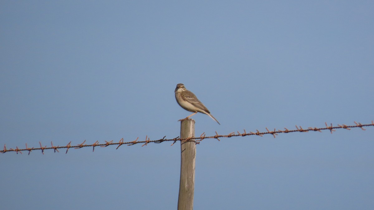 African Pipit - ML640540889