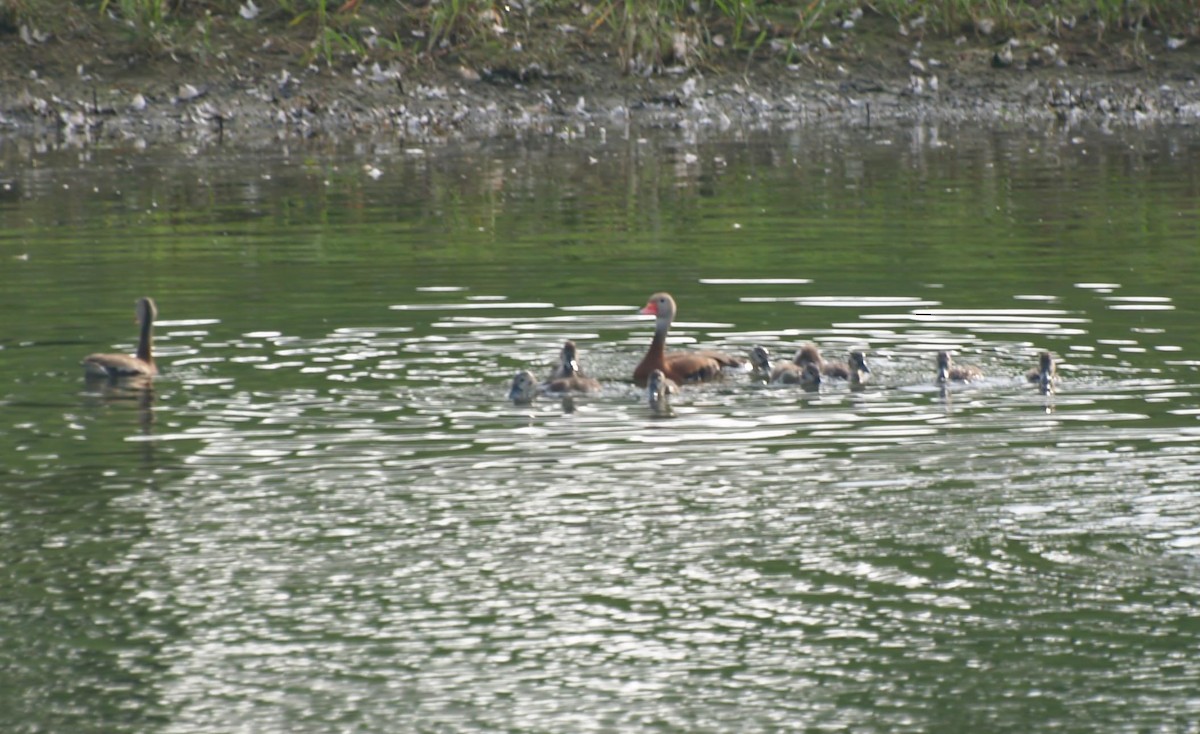 Black-bellied Whistling-Duck - ML640540970