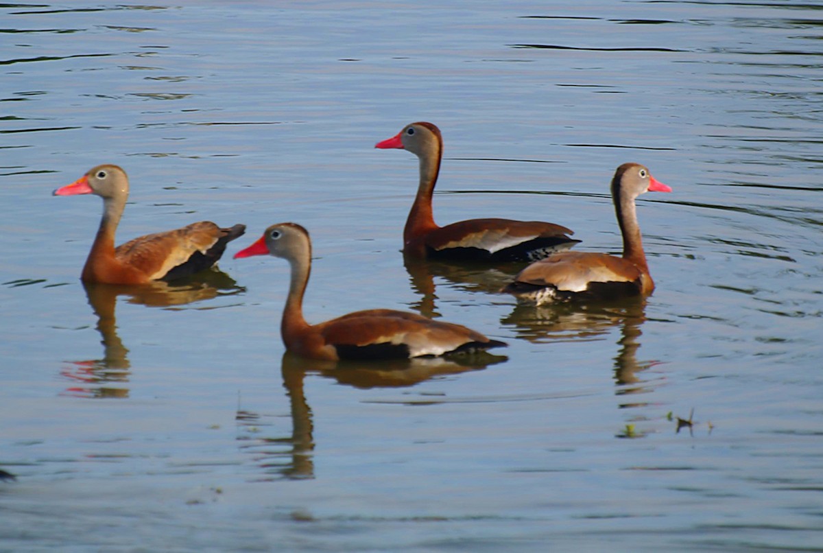 Black-bellied Whistling-Duck - ML640540971