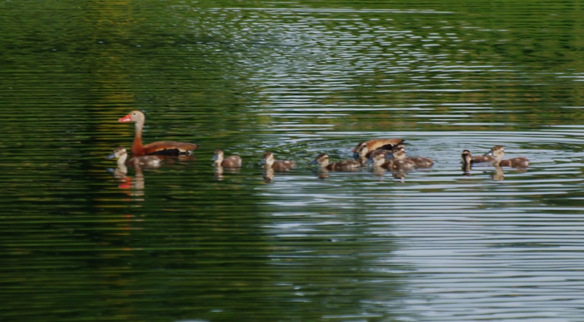 Black-bellied Whistling-Duck - ML640540972