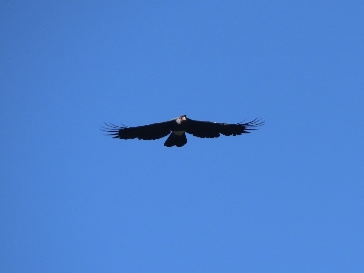 Red-throated Caracara - ML640540974