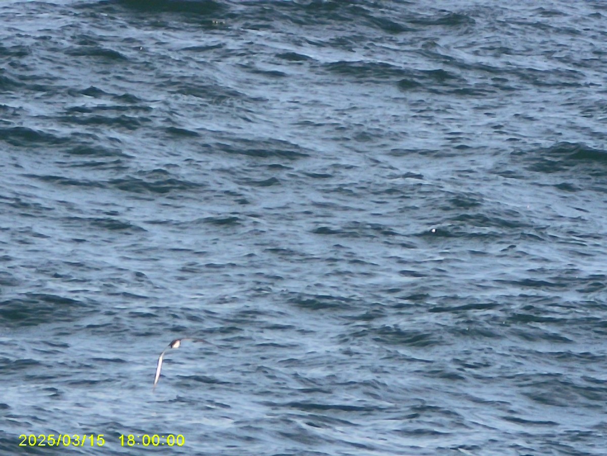 Cory's/Scopoli's/Great Shearwater - ML640540983