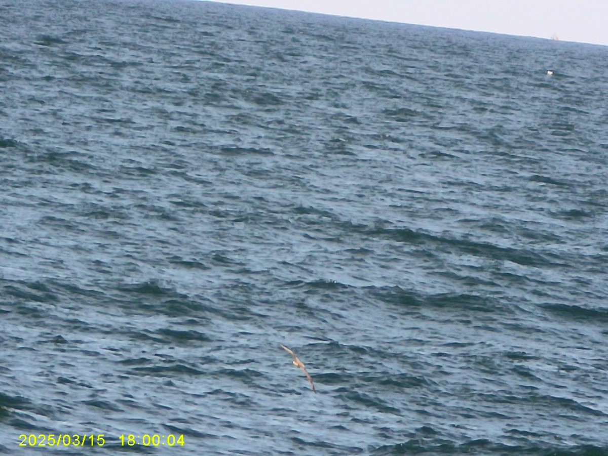Cory's/Scopoli's/Great Shearwater - ML640540990