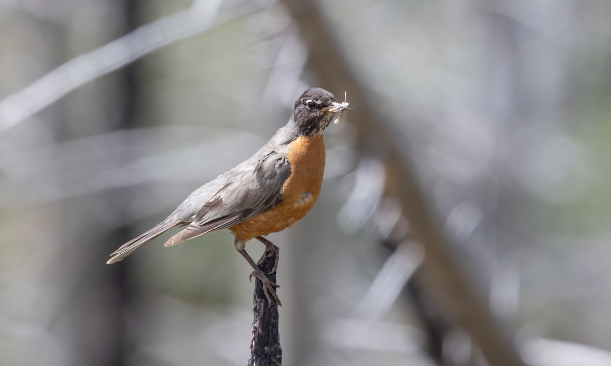 American Robin - ML640540992