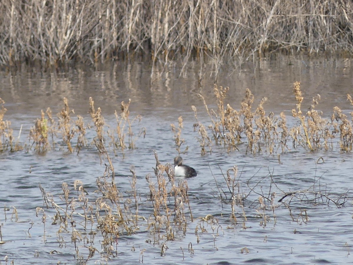 Eared Grebe - ML640541008