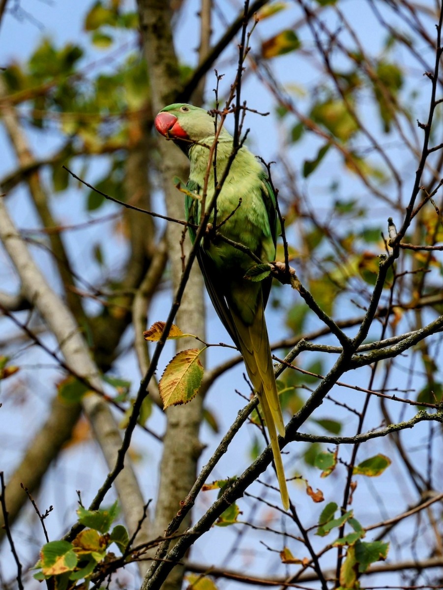 Rose-ringed Parakeet - ML640541015