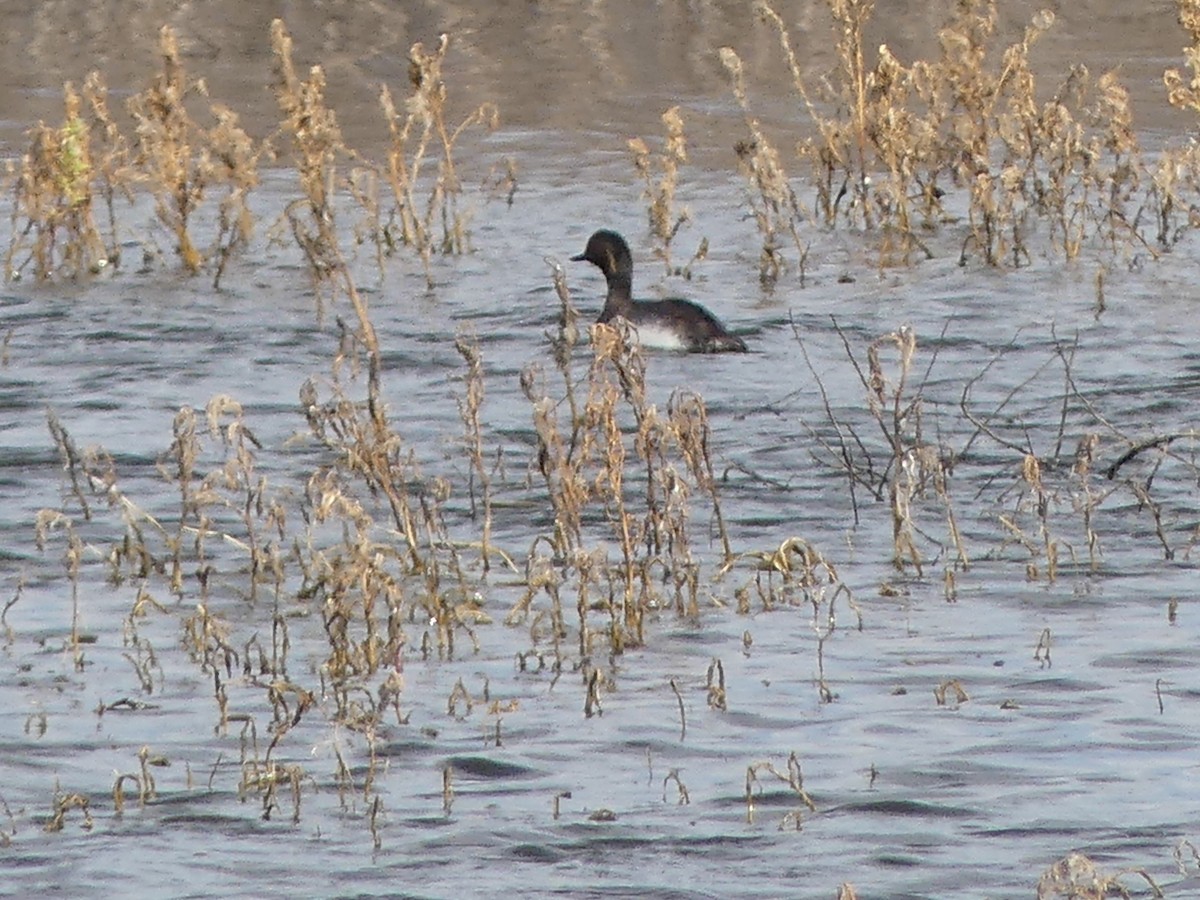 Eared Grebe - ML640541019