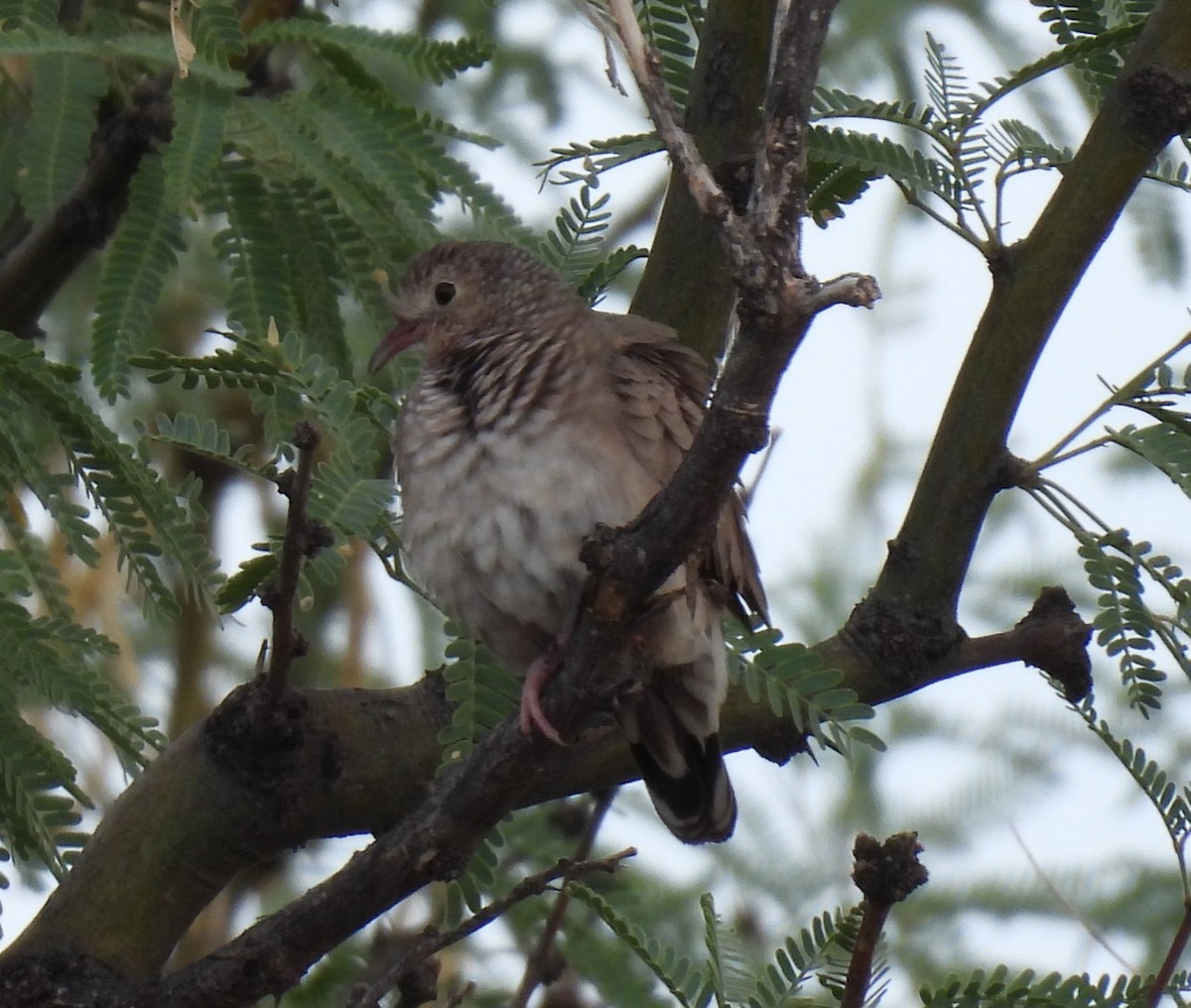 Common Ground Dove - ML640541036