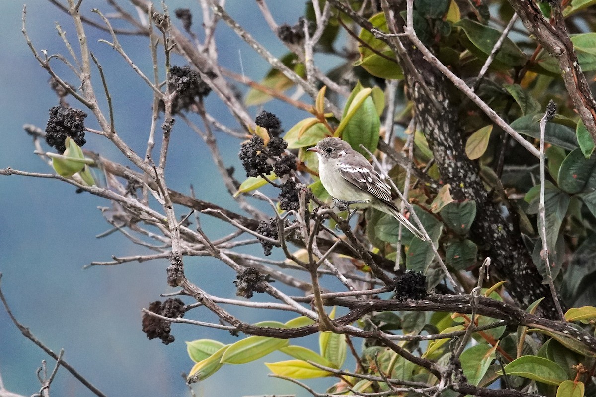 Mountain Elaenia - ML640541081