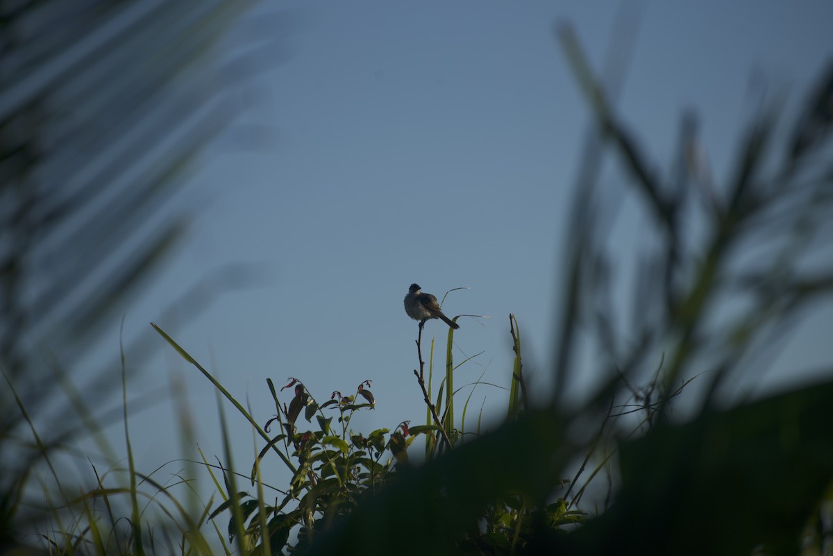 Styan's Bulbul - ML640541086