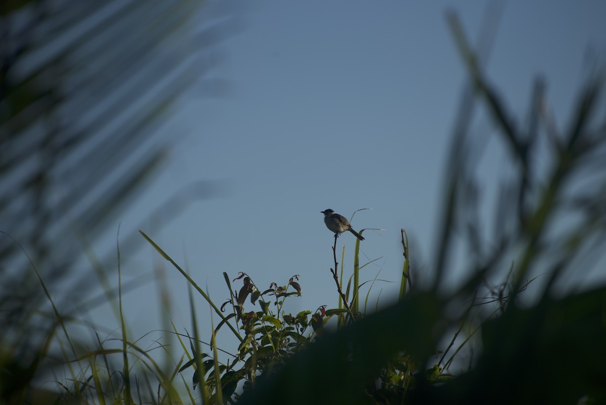 Styan's Bulbul - ML640541089