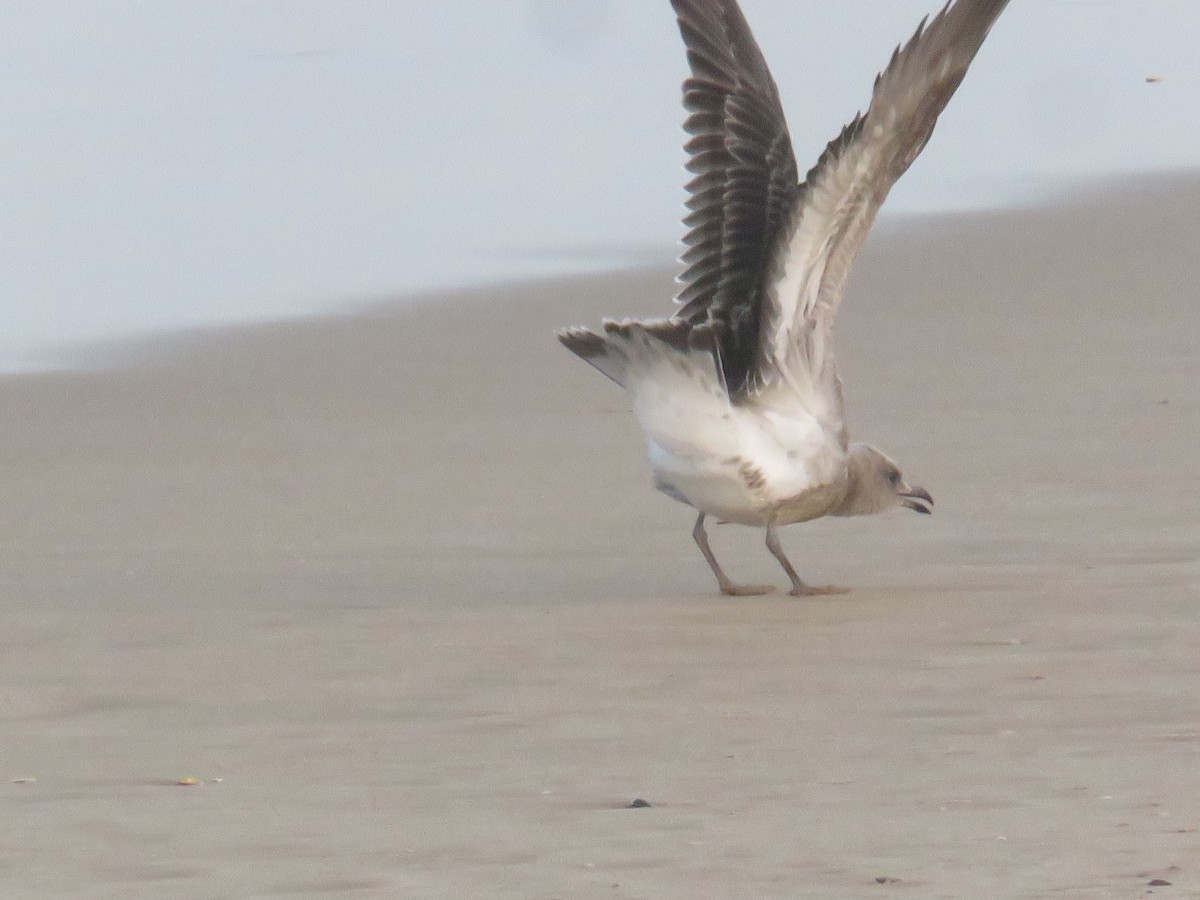 Audouin's Gull - ML640541131