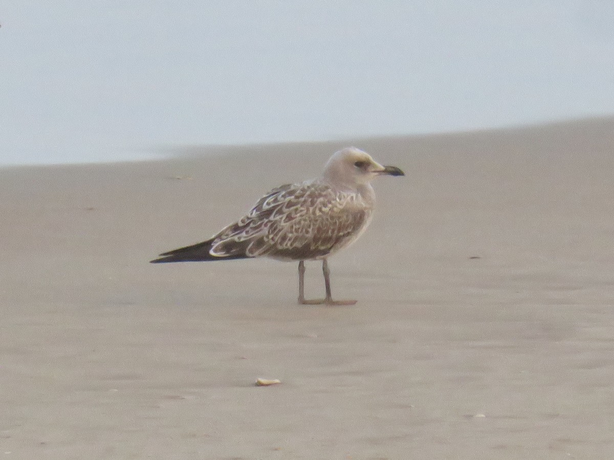Audouin's Gull - ML640541132
