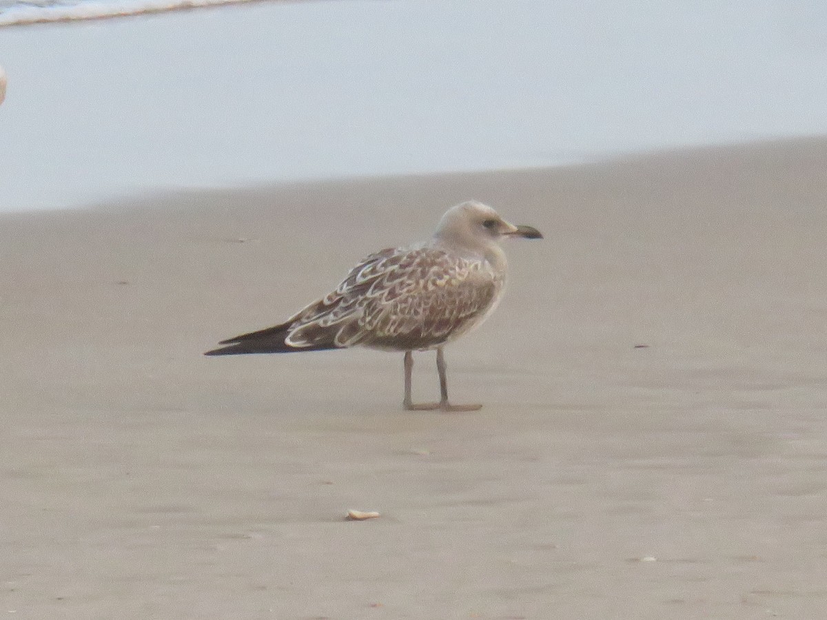 Audouin's Gull - ML640541133