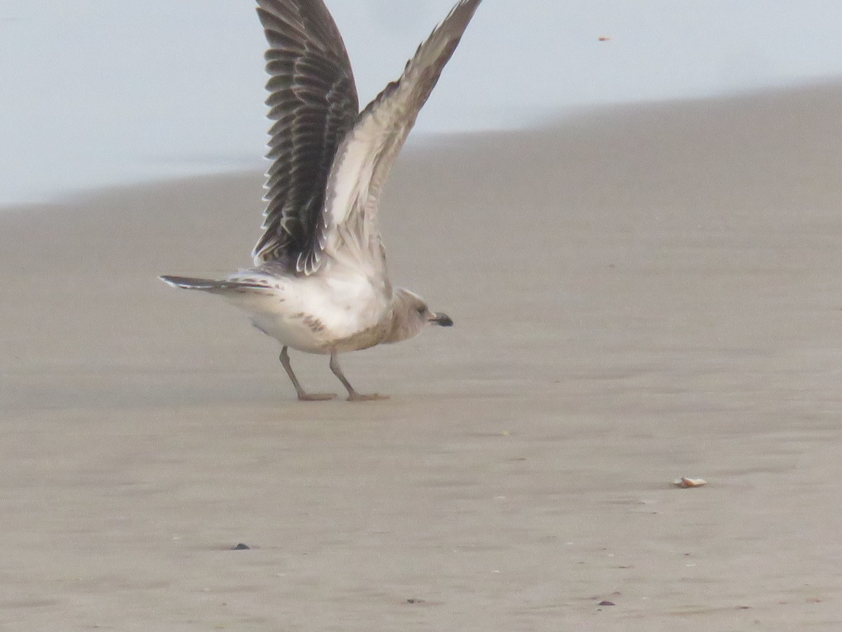 Audouin's Gull - ML640541134