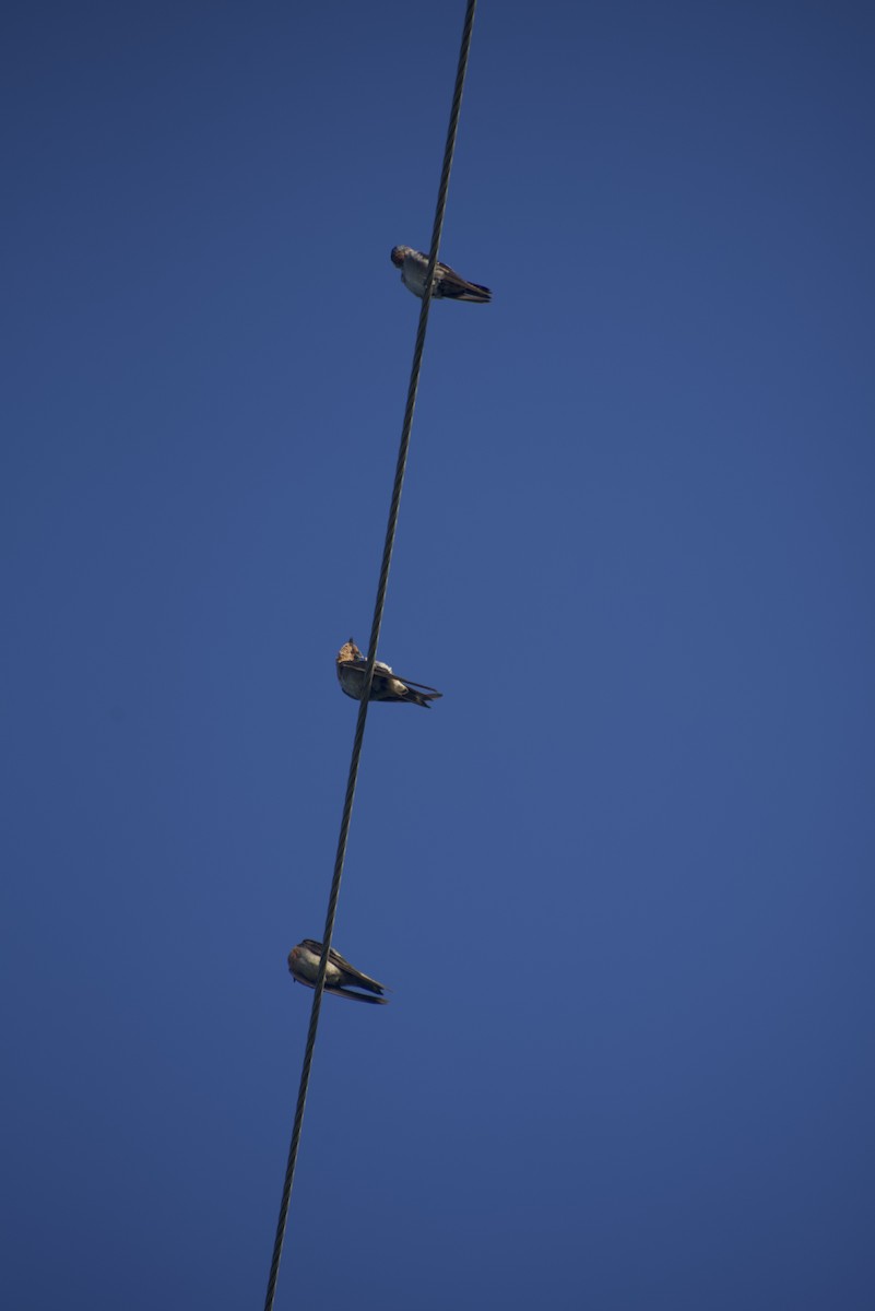 Pacific Swallow - ML640541181