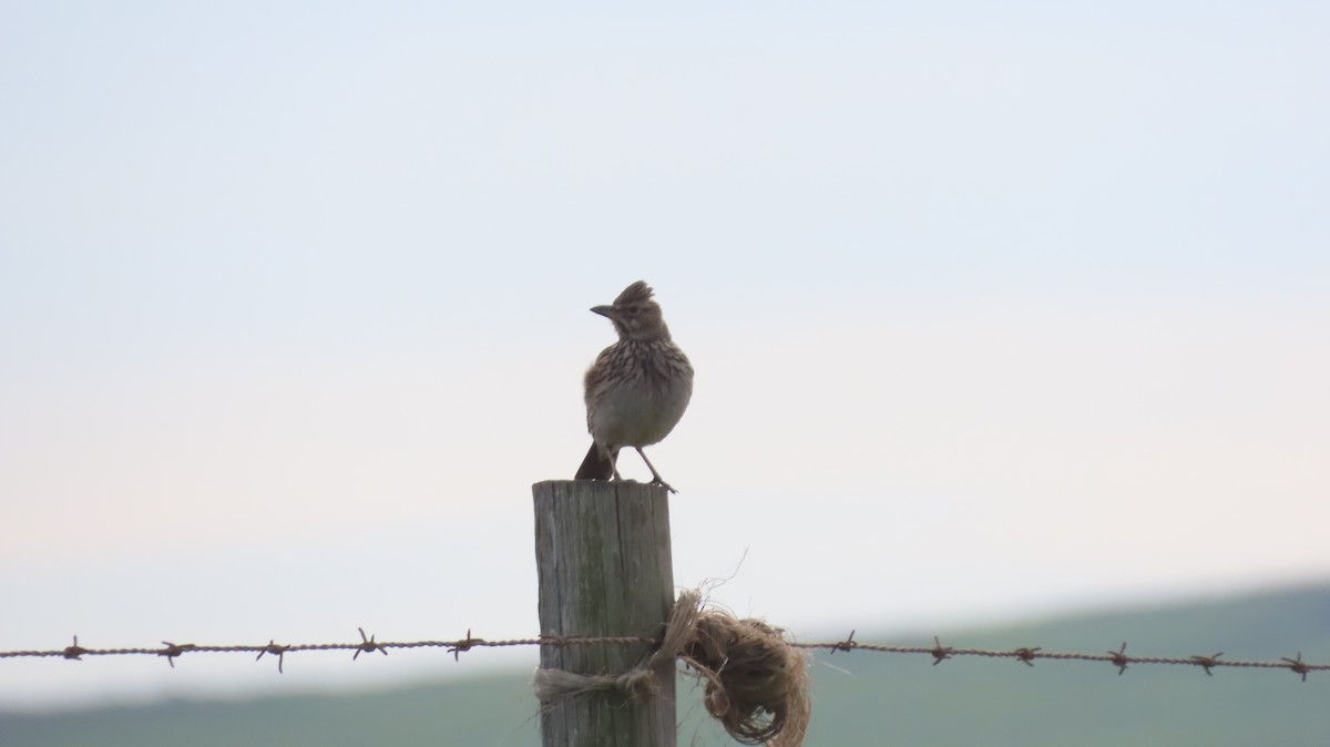 Large-billed Lark - ML640541221