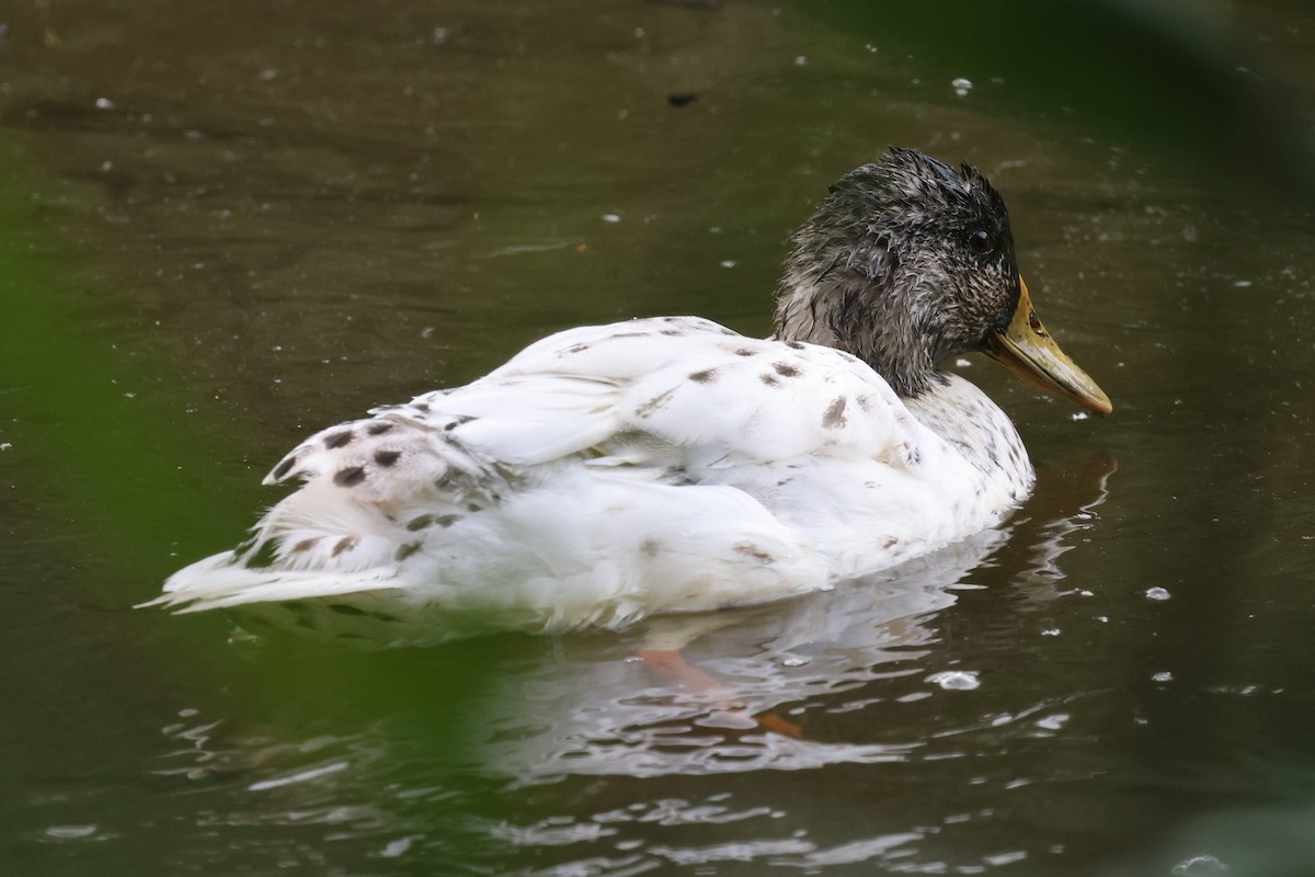 Mallard - ML640541246
