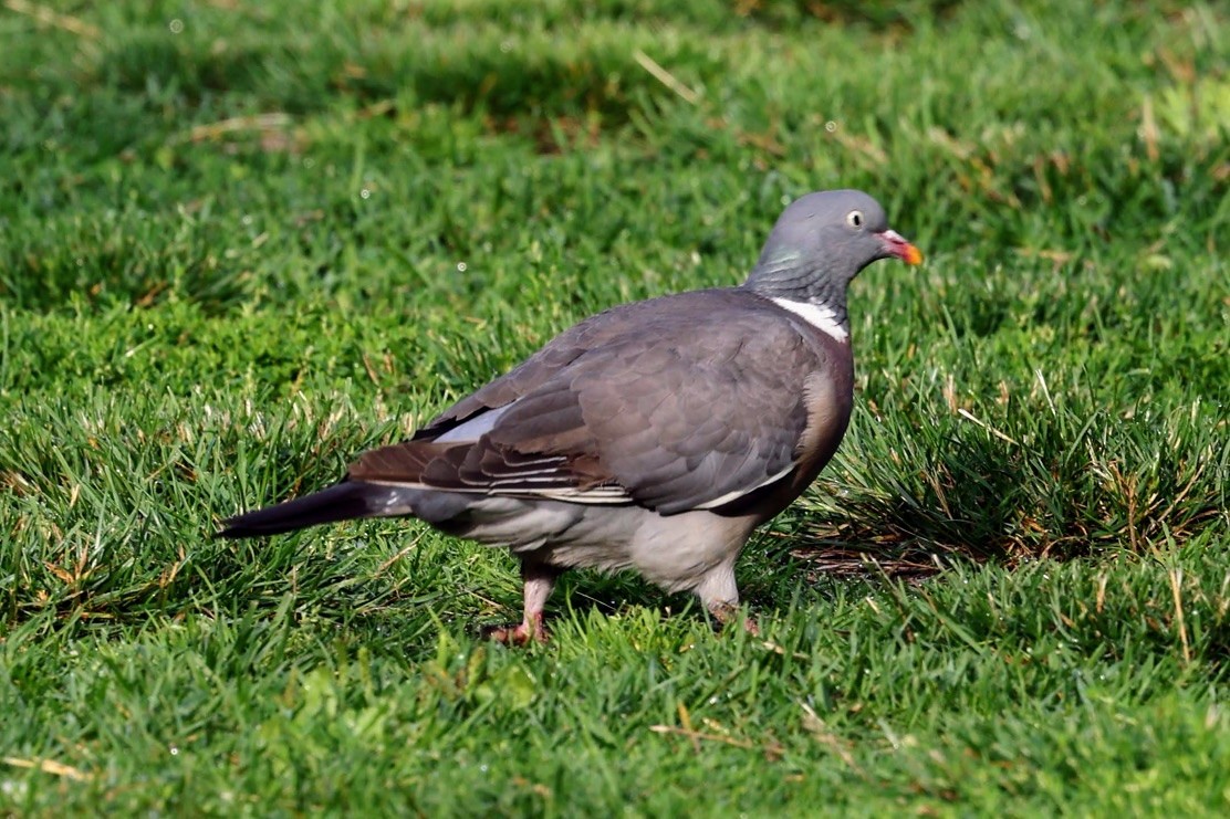 Common Wood-Pigeon - ML640541250