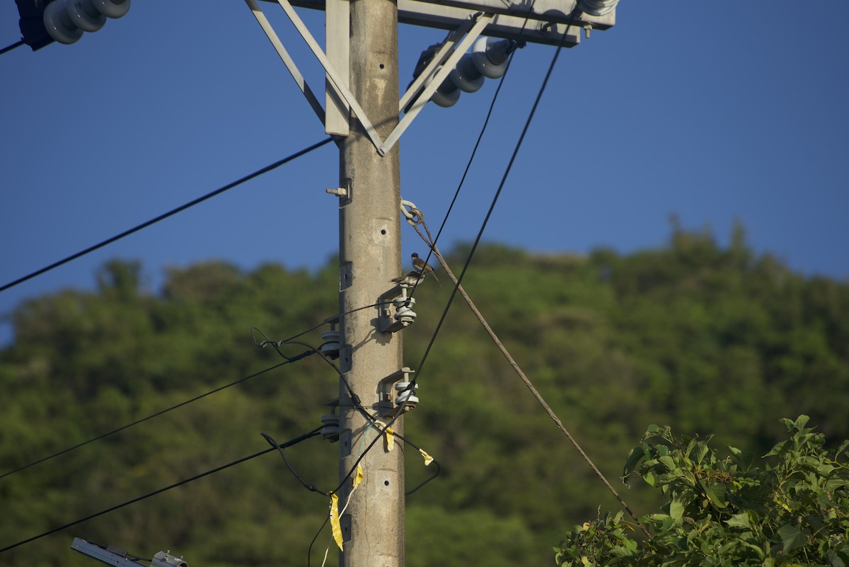 Styan's Bulbul - ML640541260