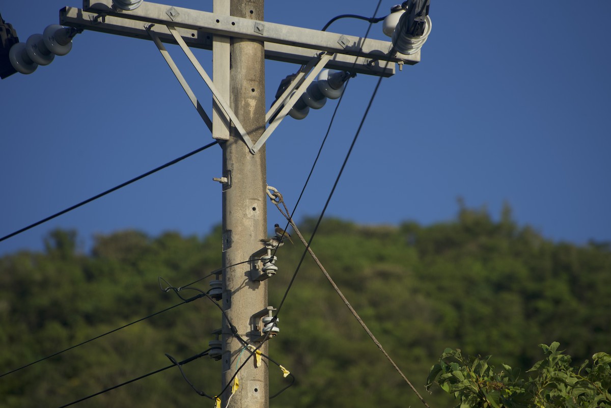 Styan's Bulbul - ML640541261