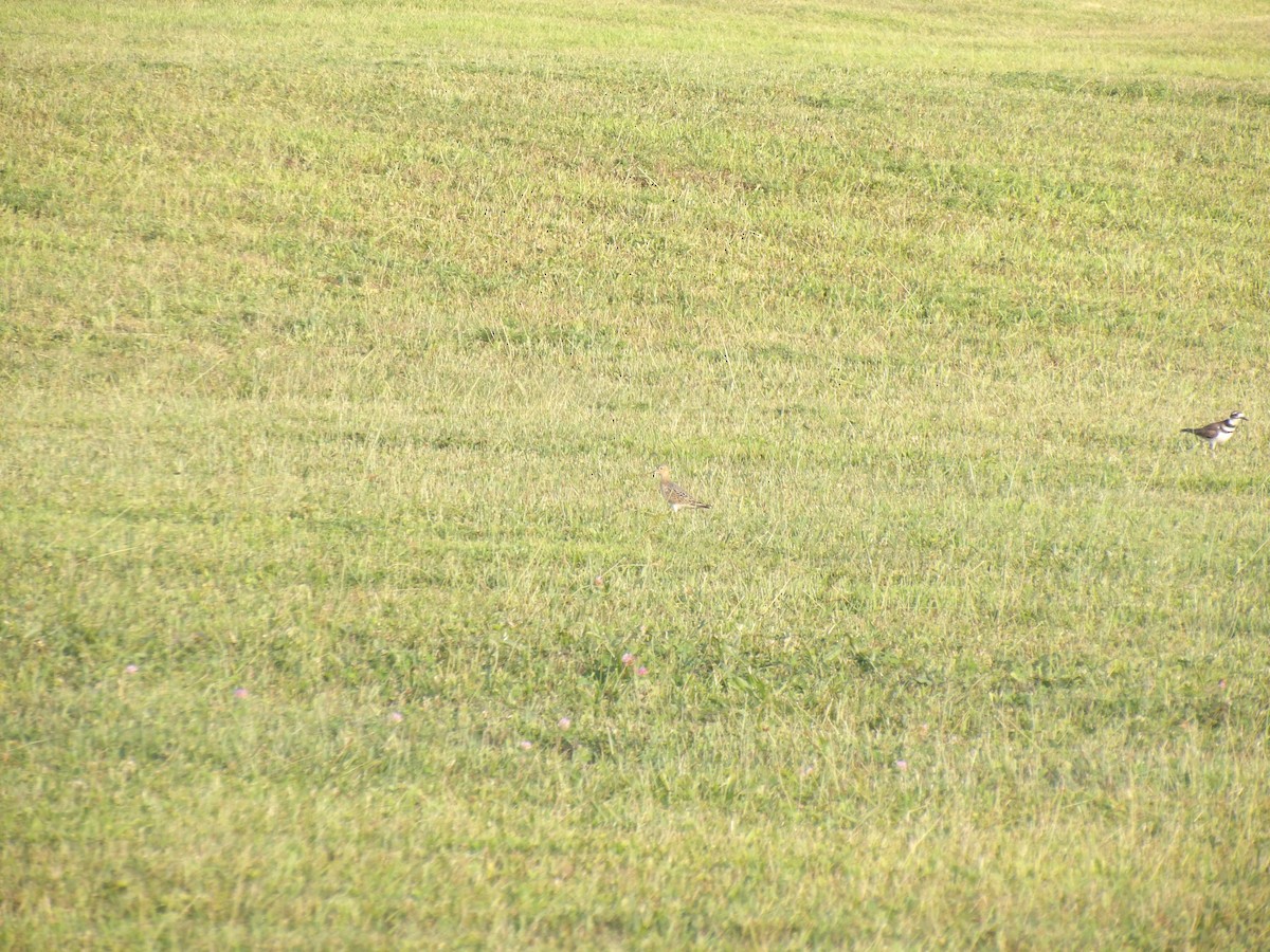 Bécasseau roussâtre - ML640541267