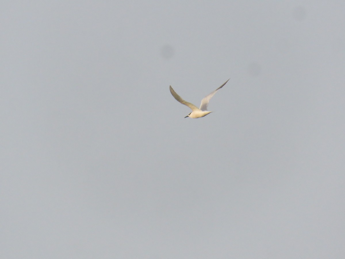 Sandwich Tern - ML640541274