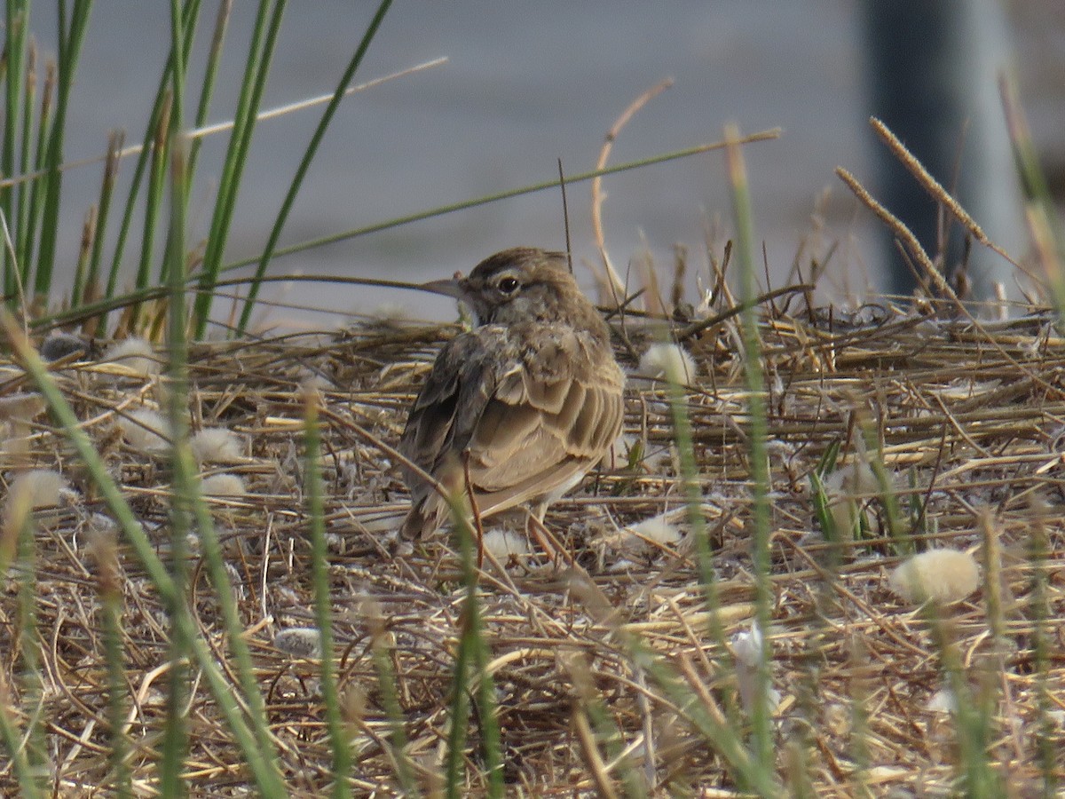 Crested Lark - ML640541278