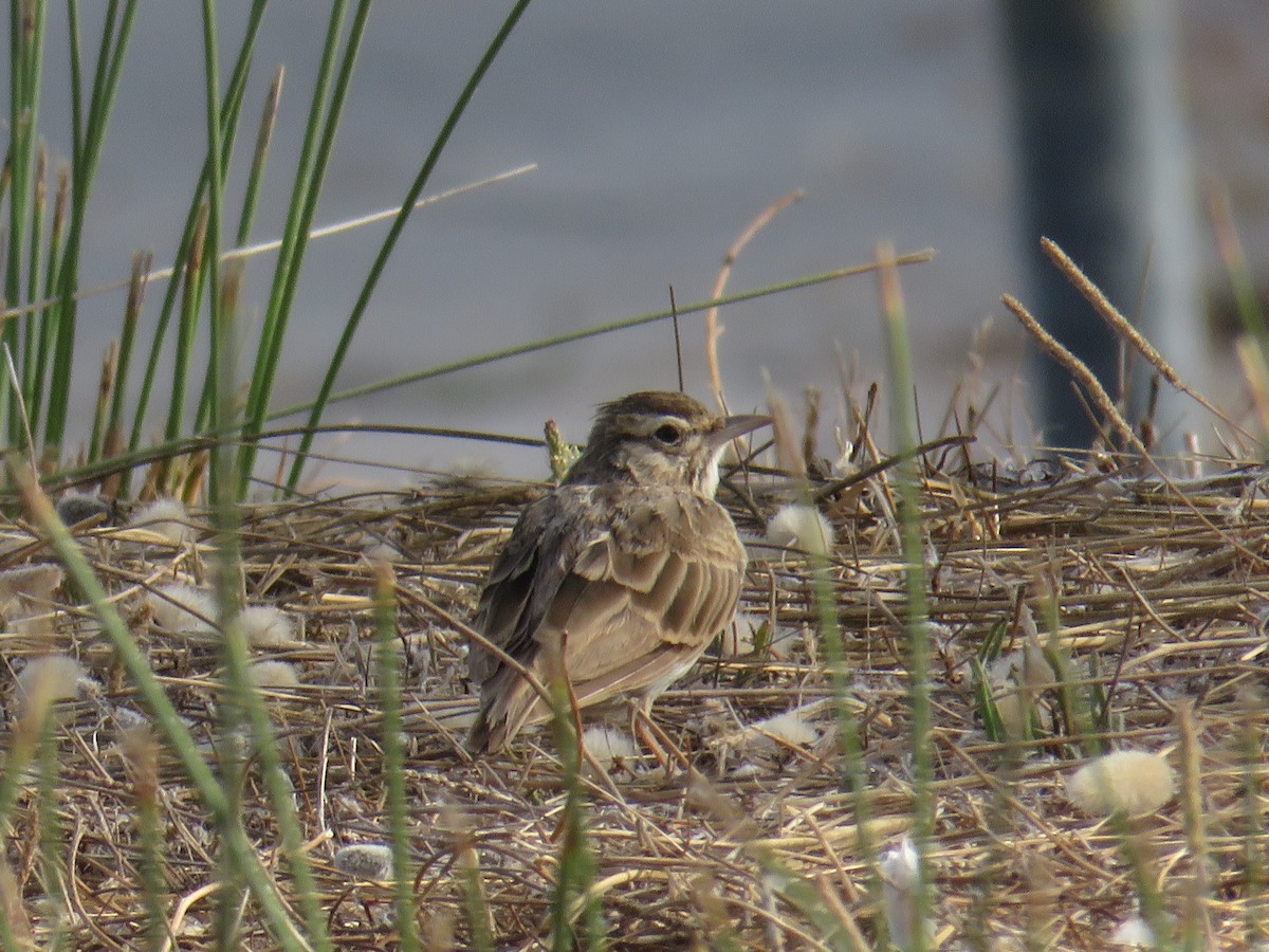 Crested Lark - ML640541279