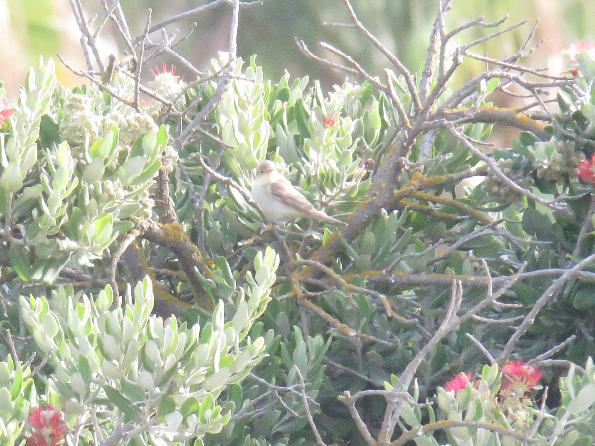 Melodious Warbler - ML640541287