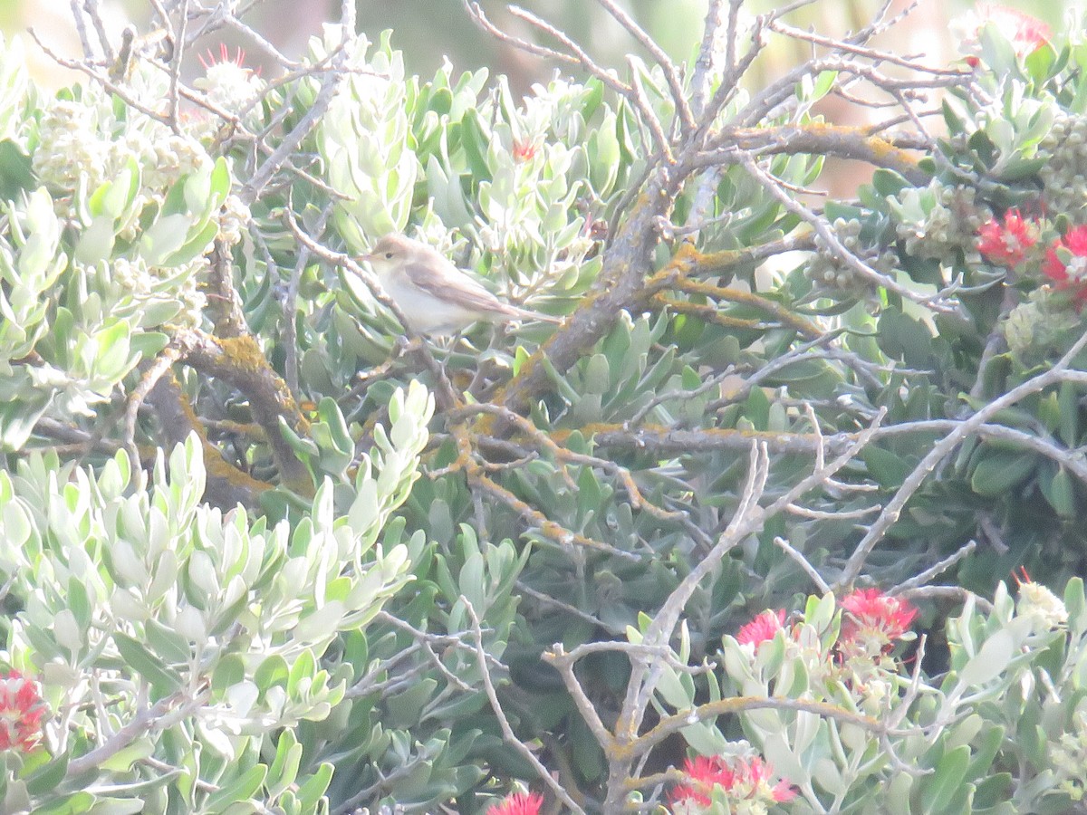 Melodious Warbler - ML640541288