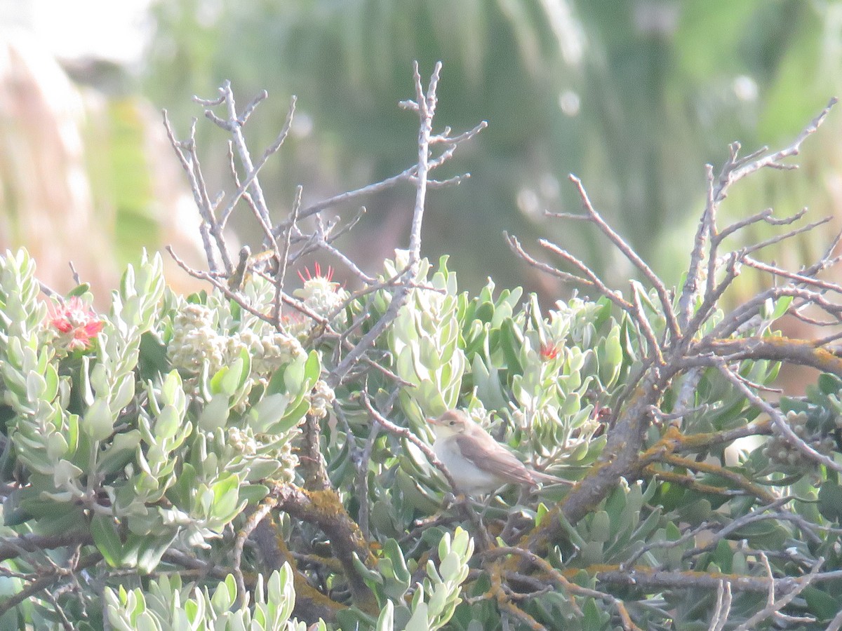 Melodious Warbler - ML640541289